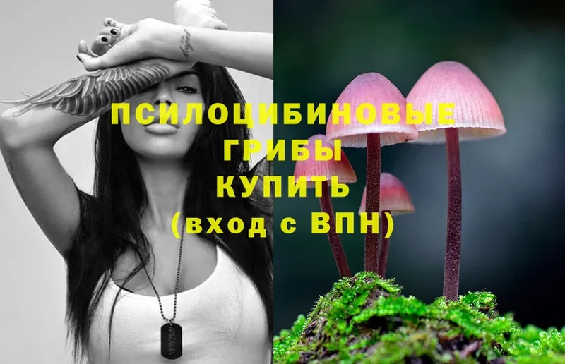 Псилоцибиновые грибы Psilocybe  Бутурлиновка 